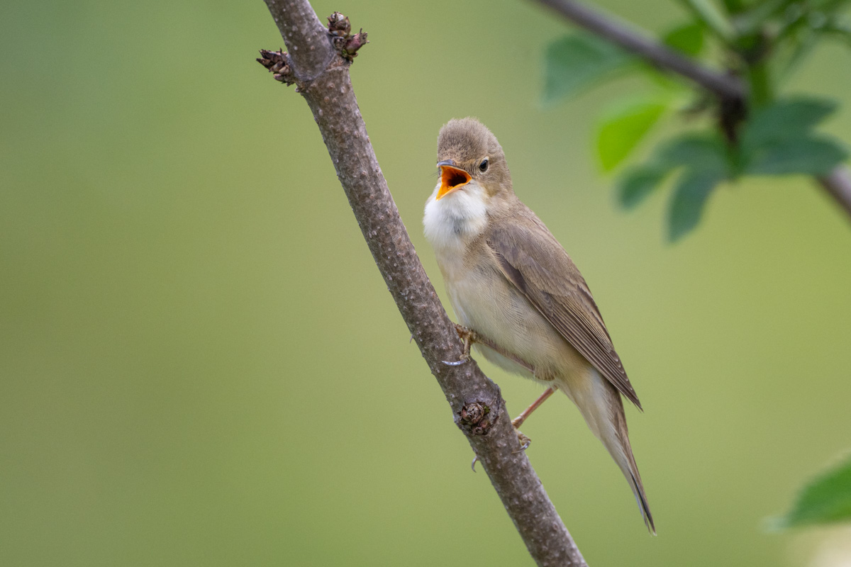 Marsh Warbler