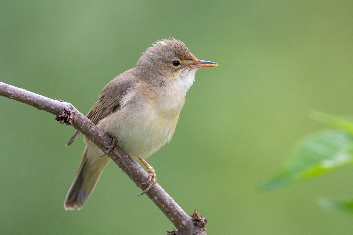 Marsh Warbler