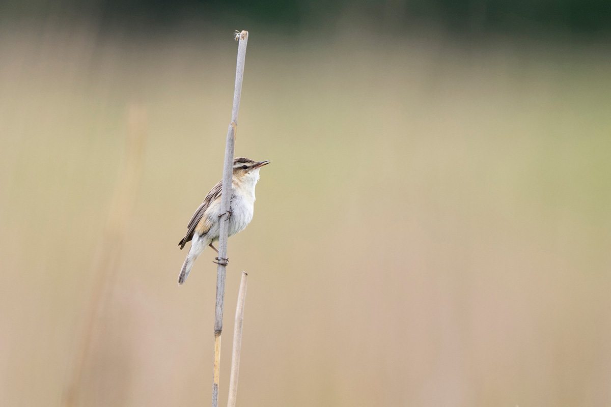 Sedge Warbler