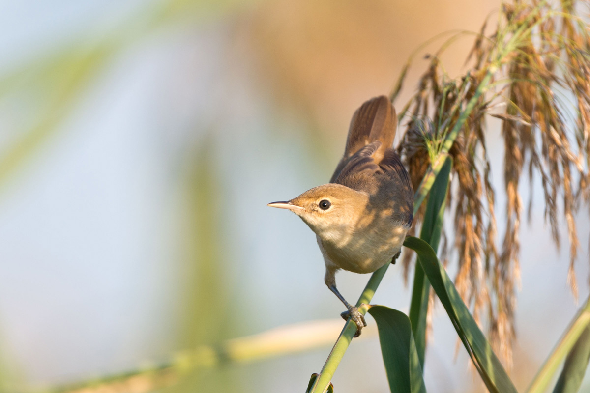 Eurasian Reed Warbler