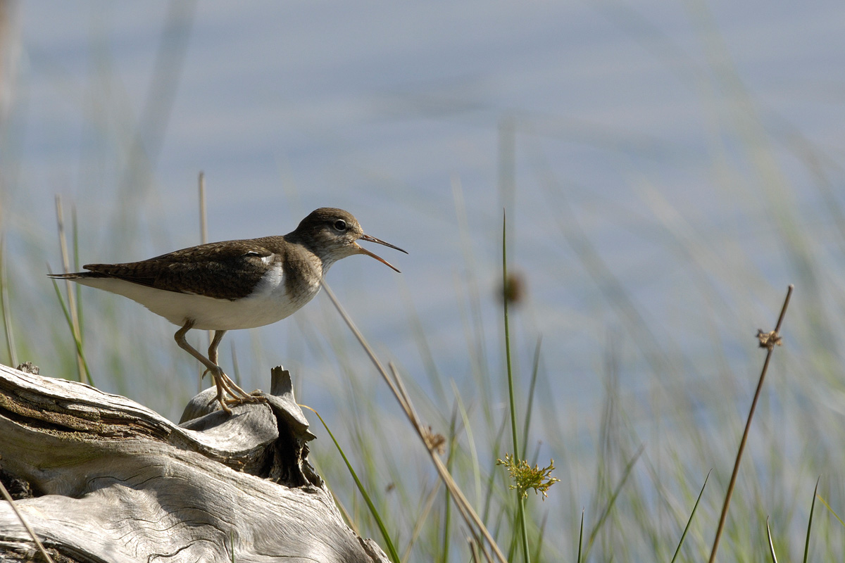 Common Sandpiper
