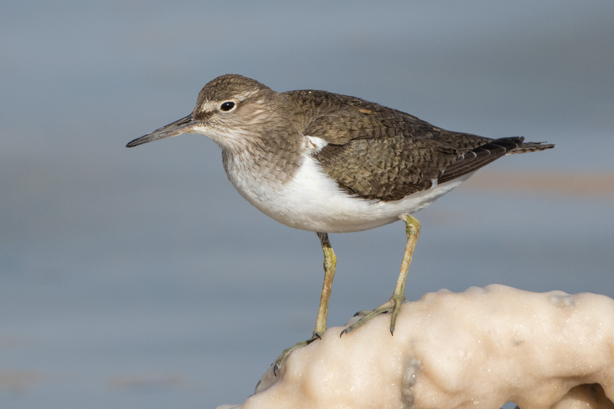 Common Sandpiper