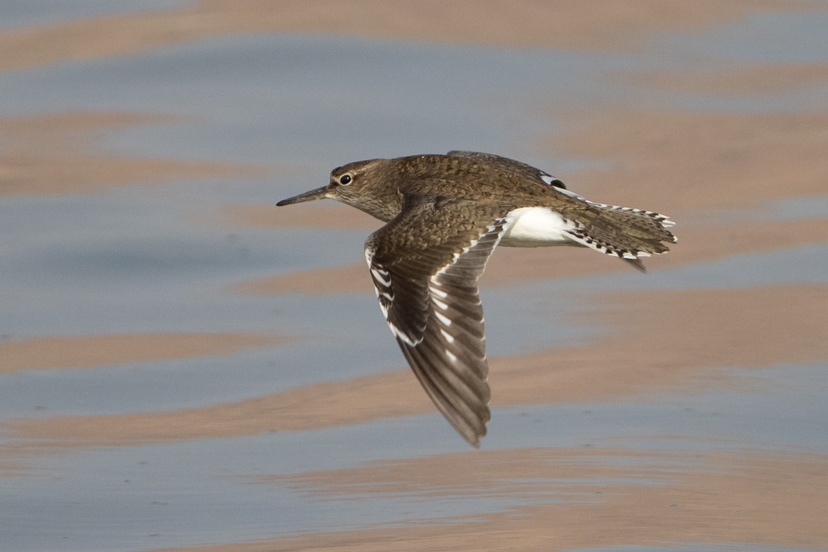 Common Sandpiper
