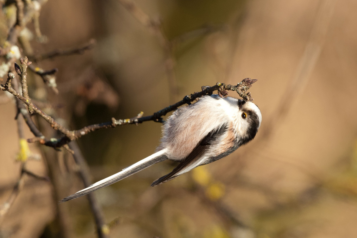 Schwanzmeise