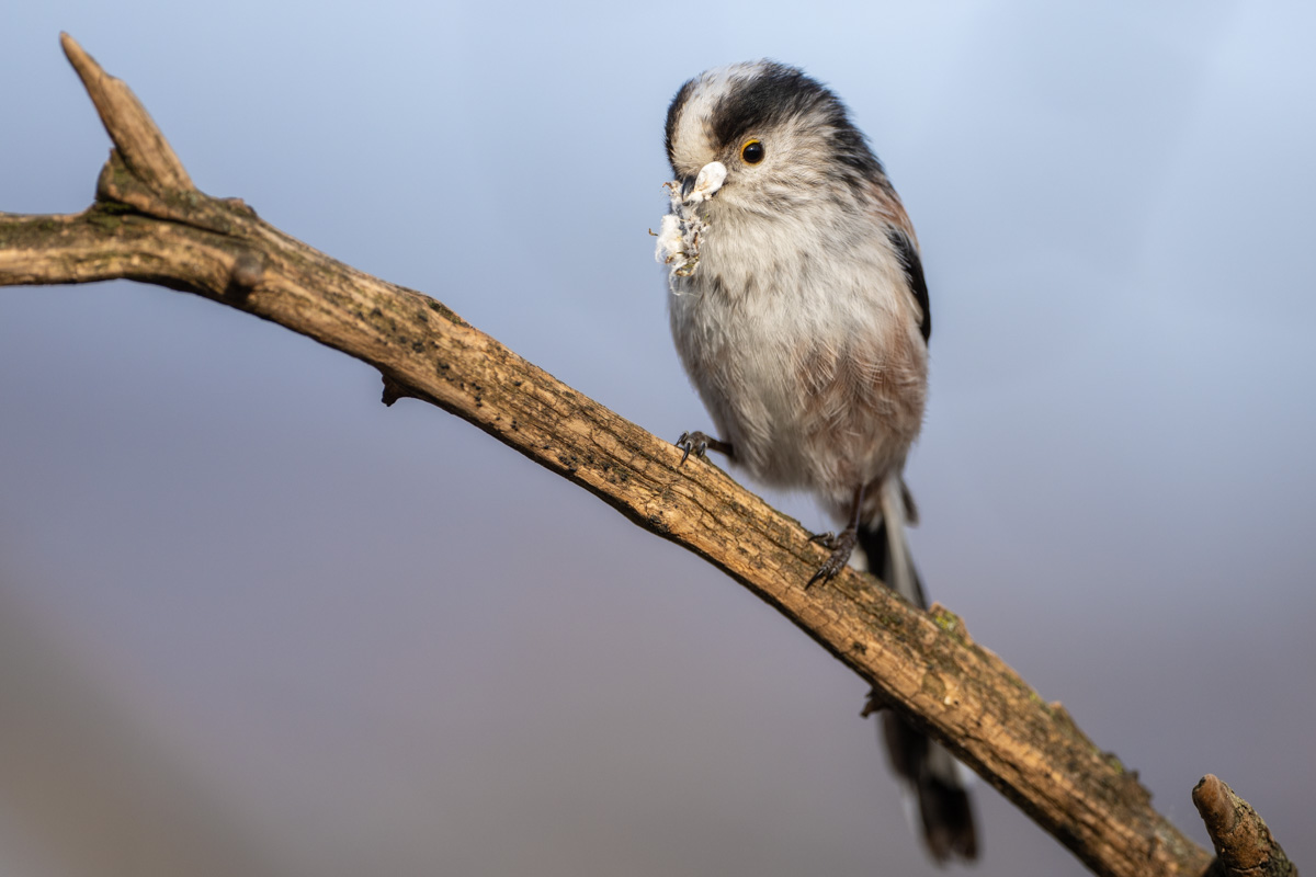 Long-tailed Tit