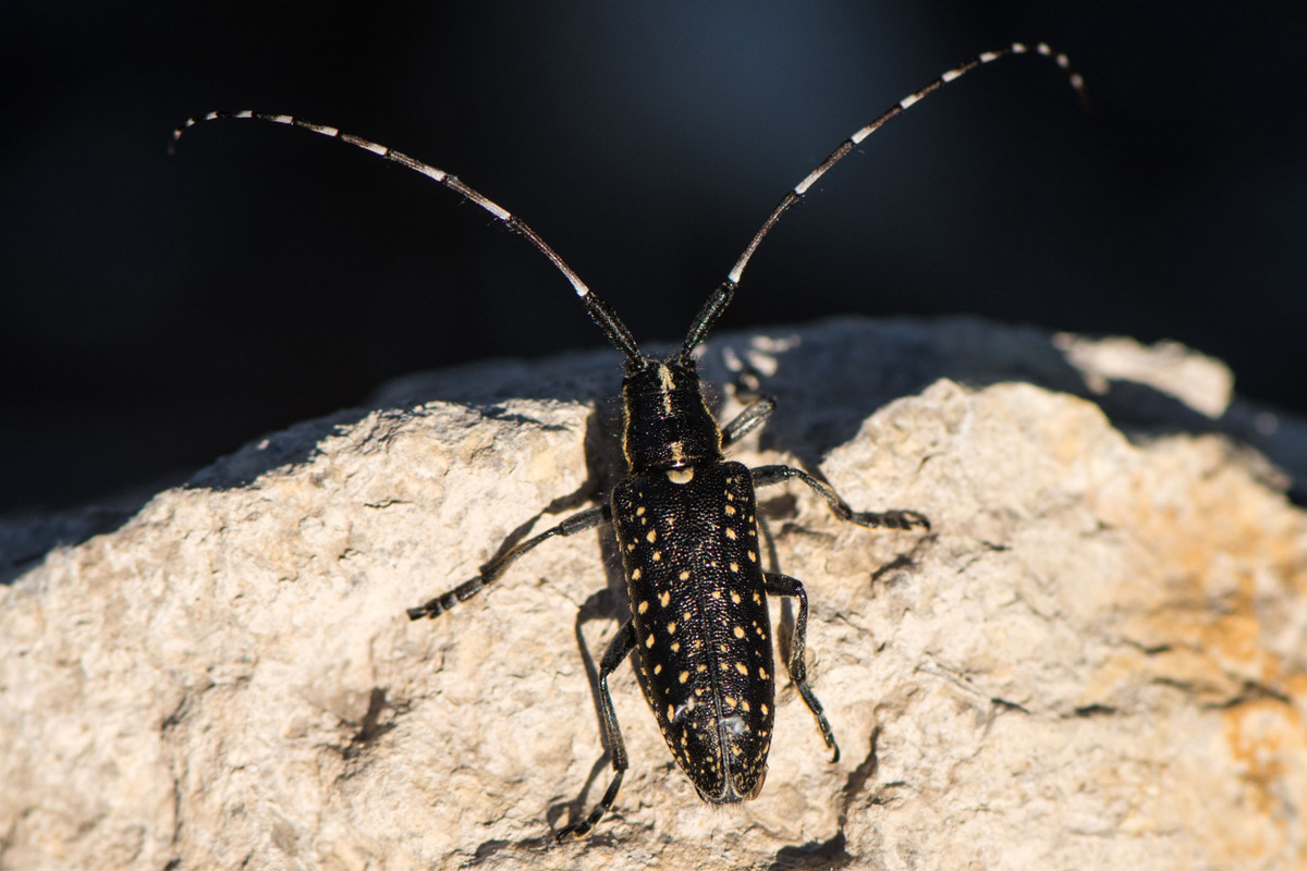 Agapanthia irrorata