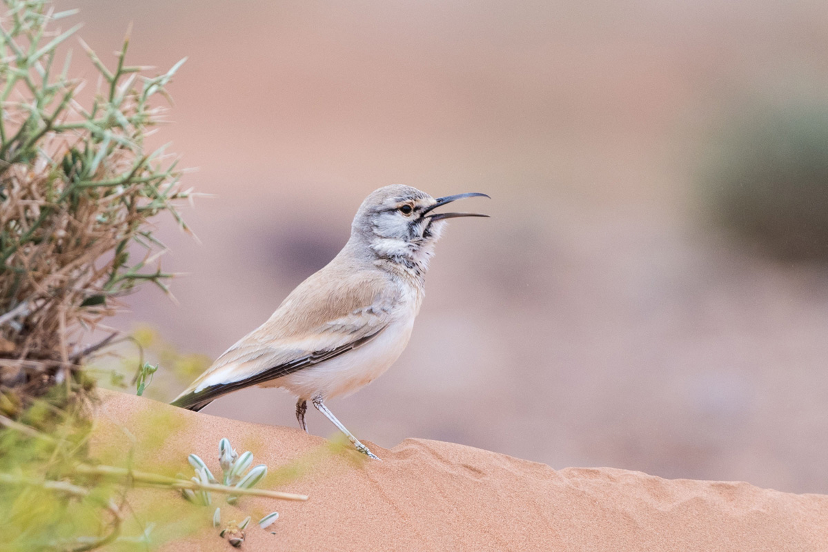 Greater Hoopoe-Lark