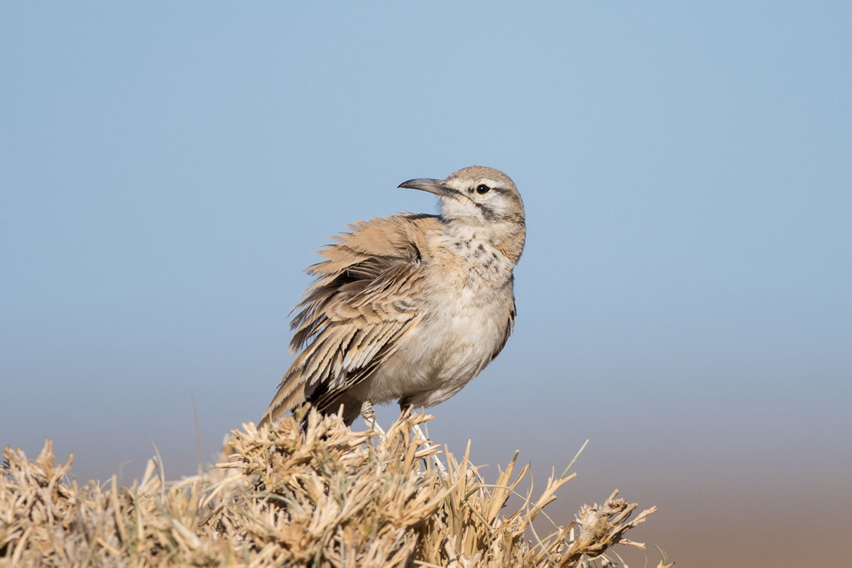 Greater Hoopoe-Lark