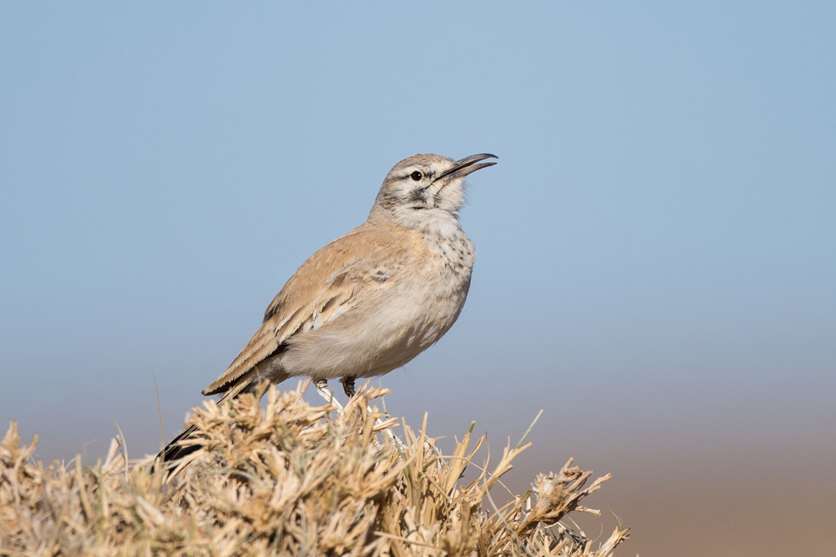 Greater Hoopoe-Lark