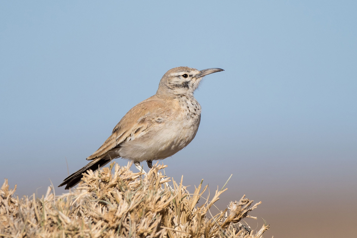 Greater Hoopoe-Lark