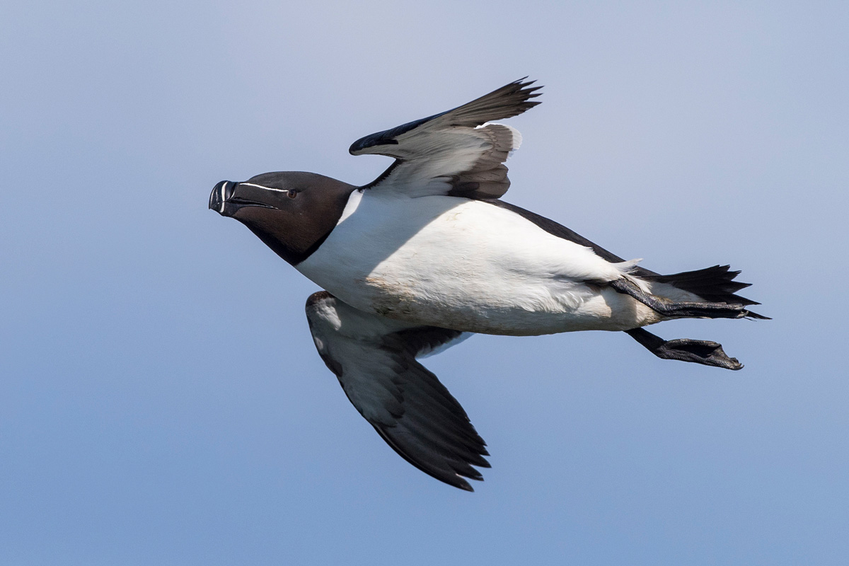 Razorbill