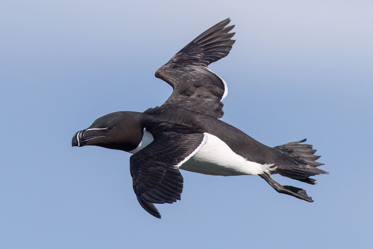 Razorbill