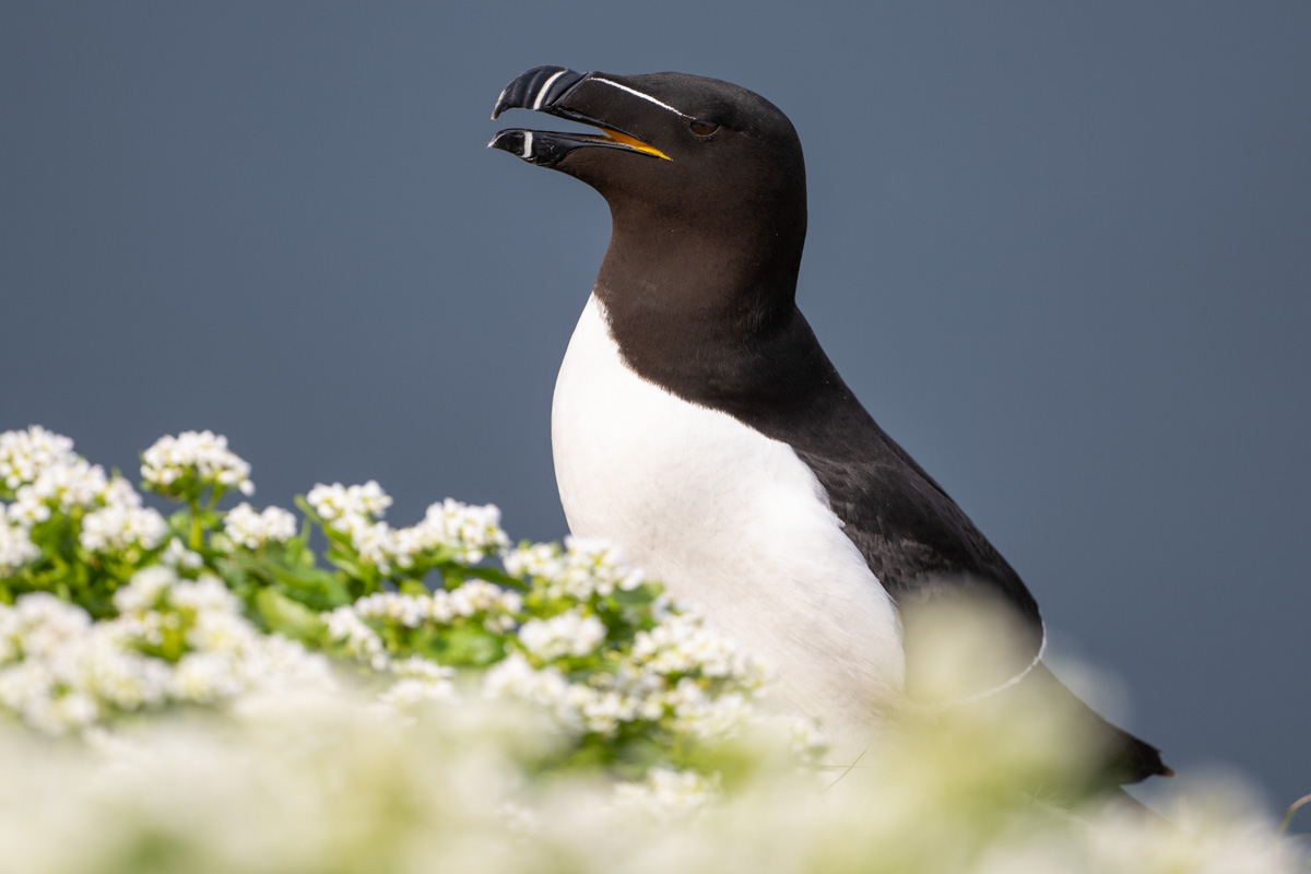 Razorbill