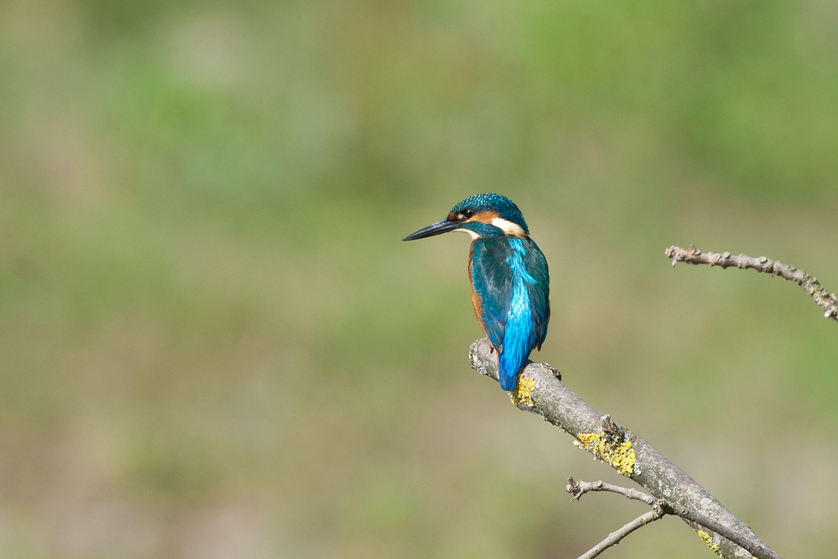 Common Kingfisher
