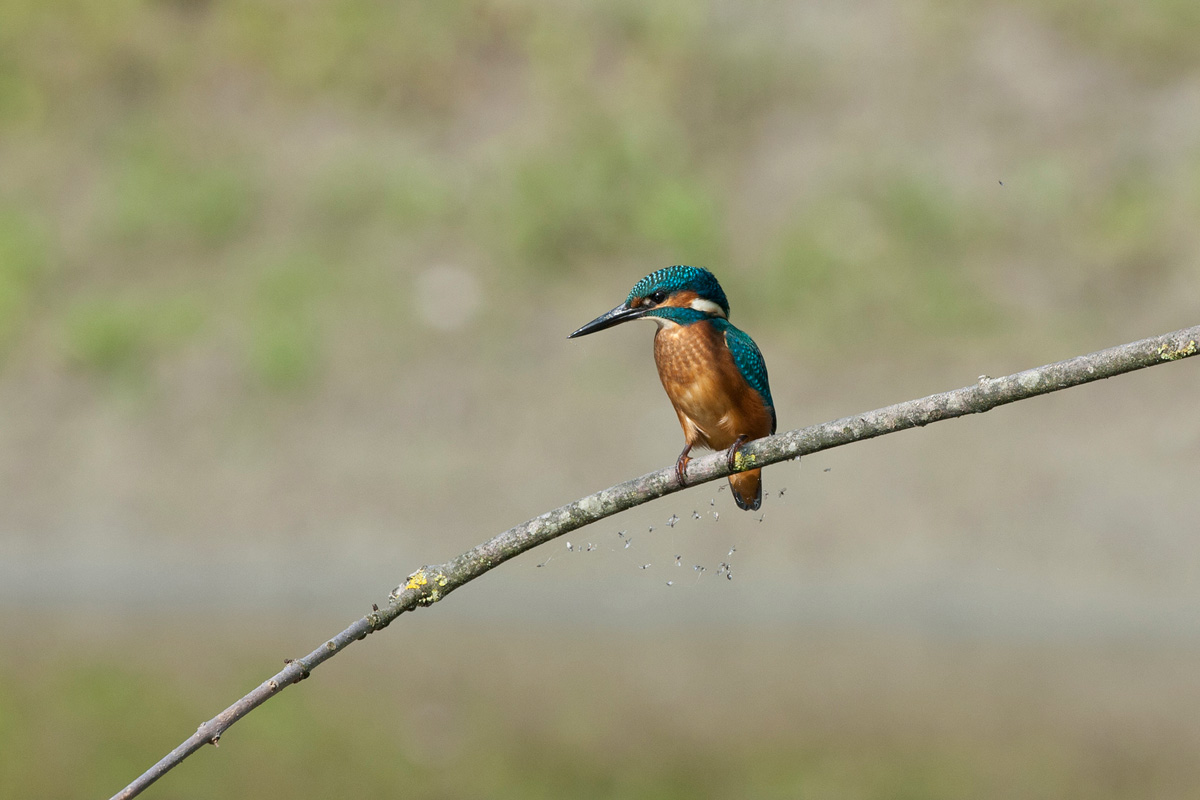 Eisvogel