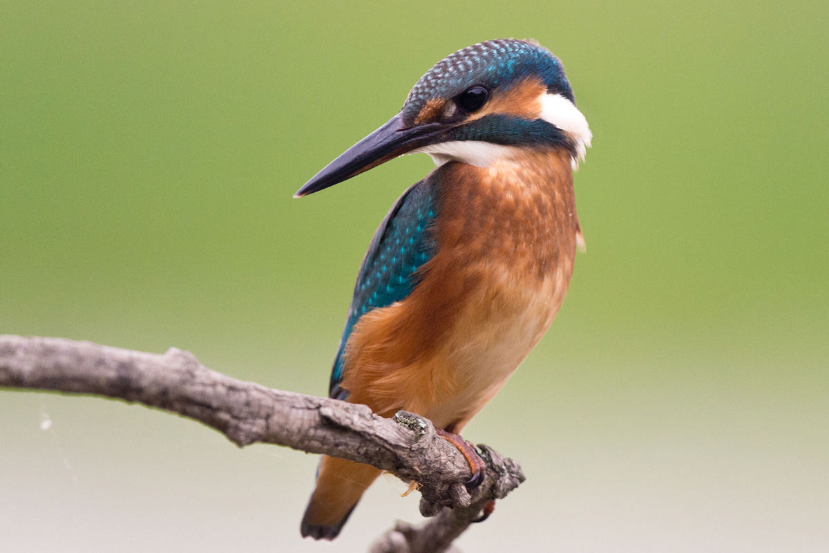 Common Kingfisher