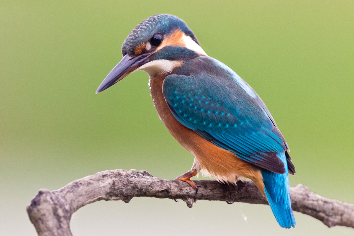 Common Kingfisher