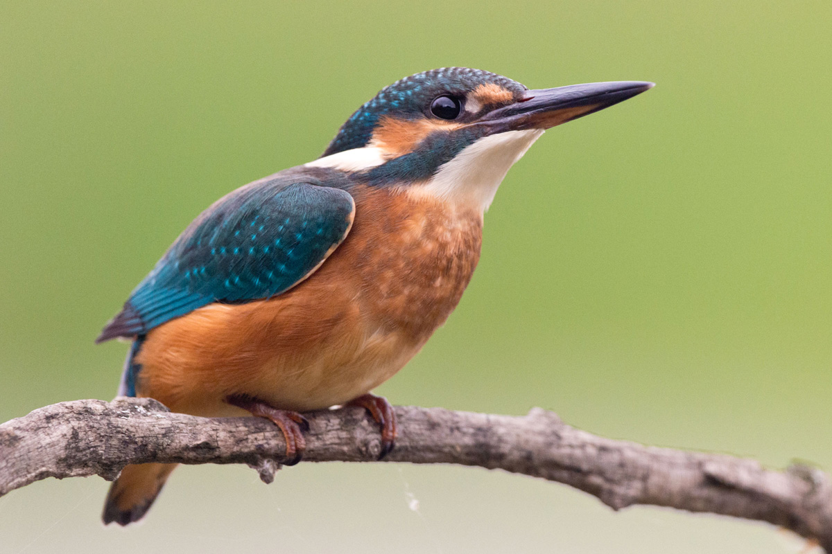 Common Kingfisher