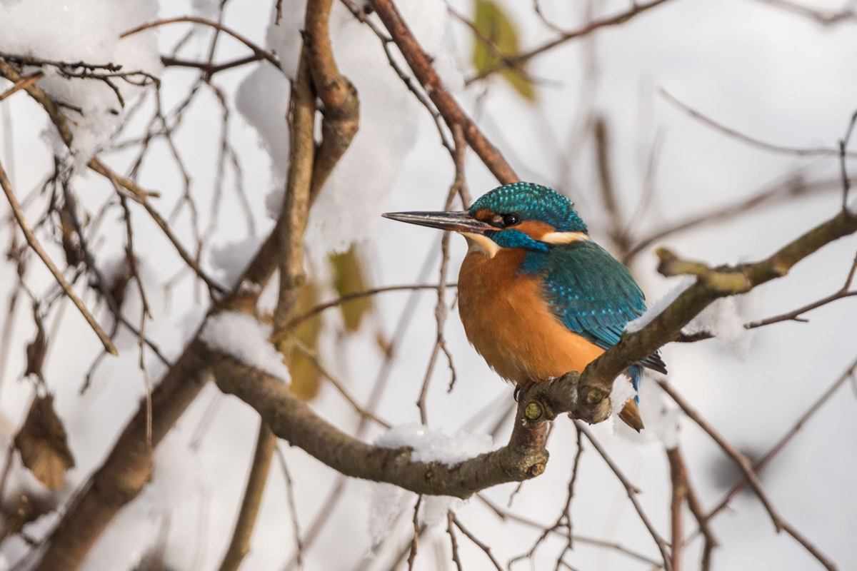 Eisvogel