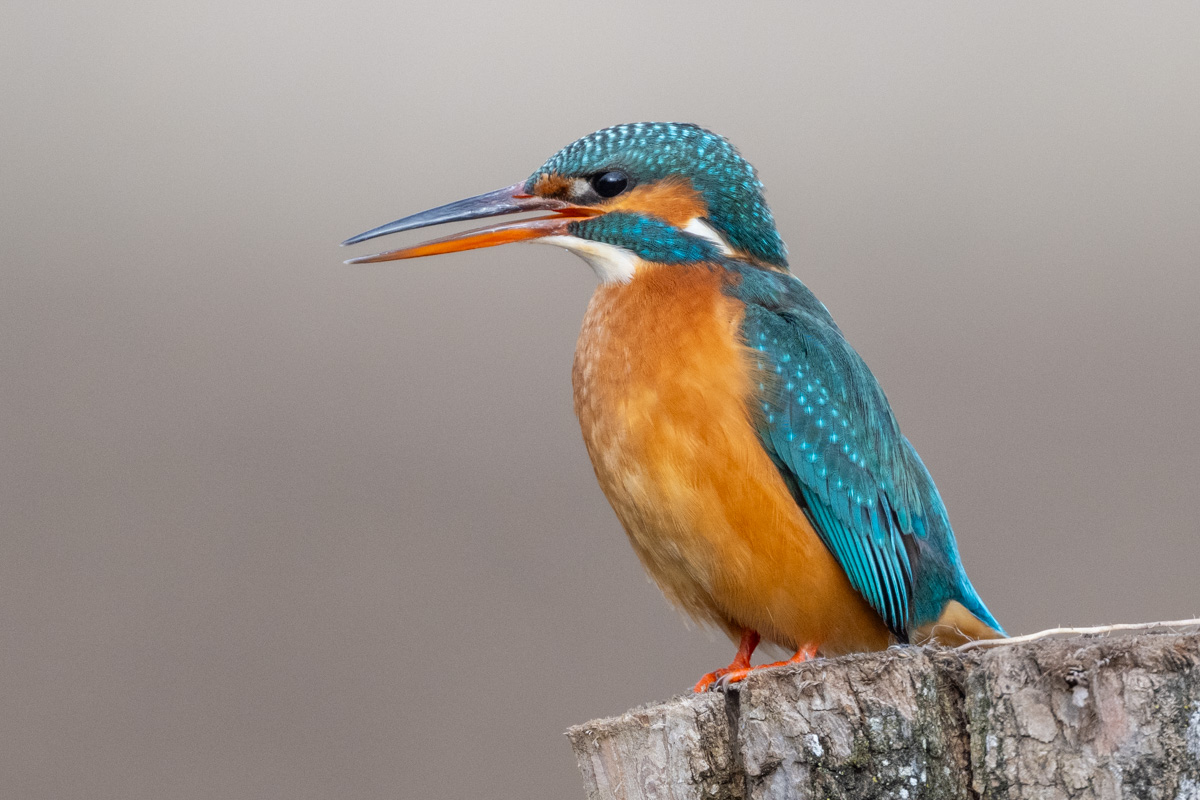 Common Kingfisher Common Kingfisher