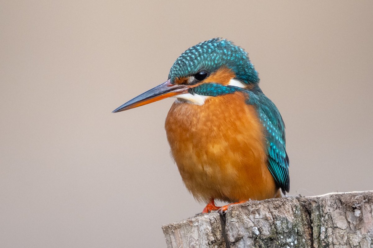 Common Kingfisher Common Kingfisher
