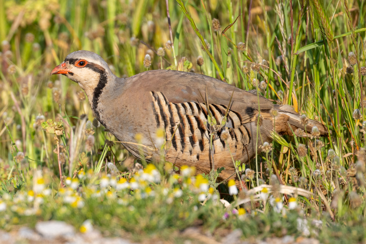 Chukar Partridge