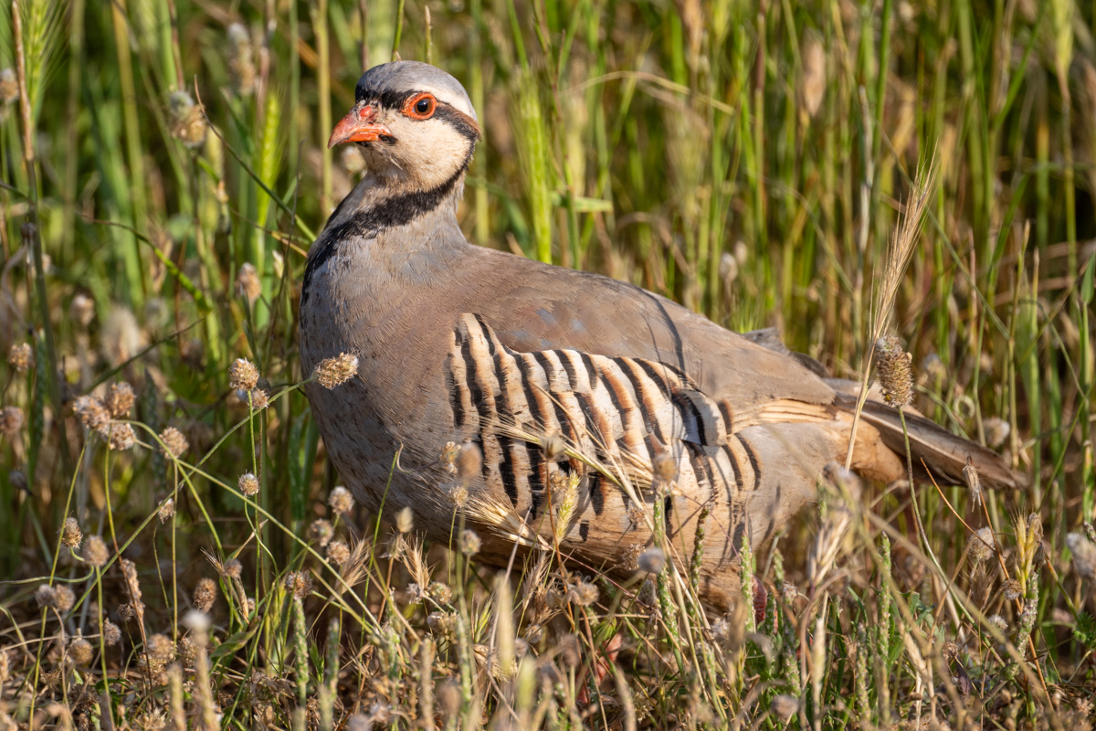 Chukar Partridge