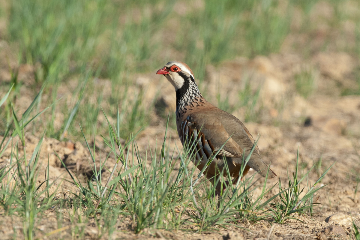 Red-legged Partridge