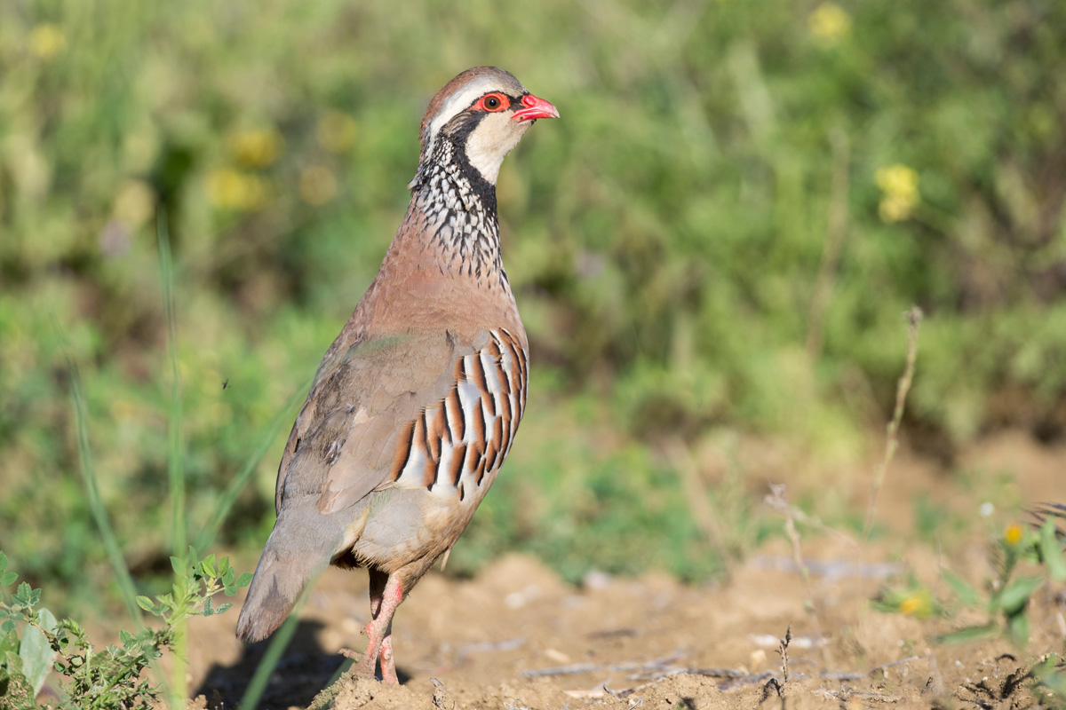 Red-legged Partridge