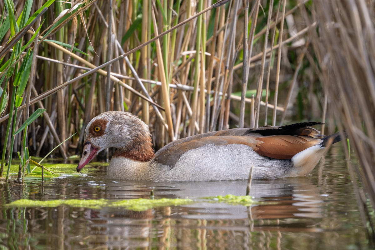 Egyptian Goose Egyptian Goose