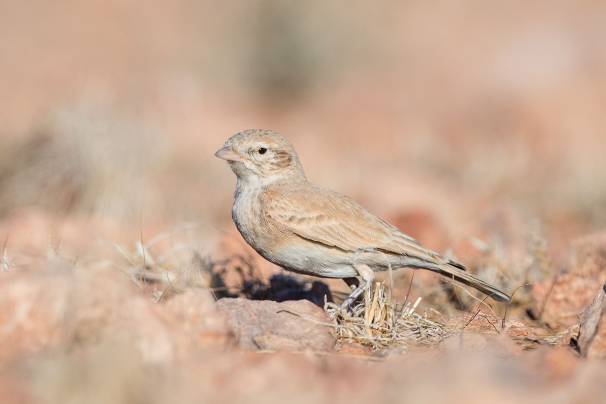 Bar-tailed Lark