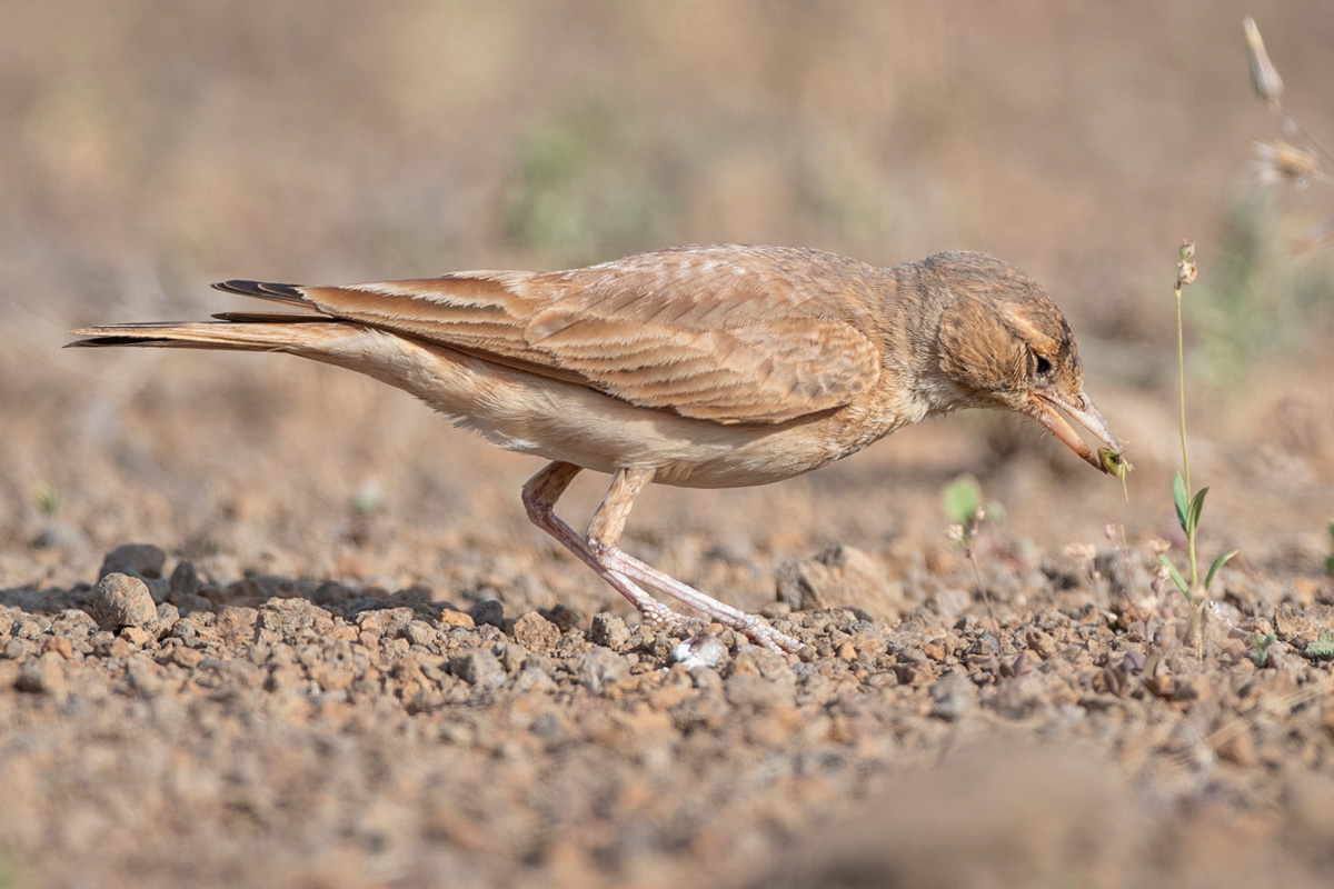 Bar-tailed Lark