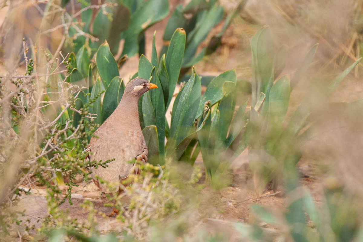 Sand Partridge