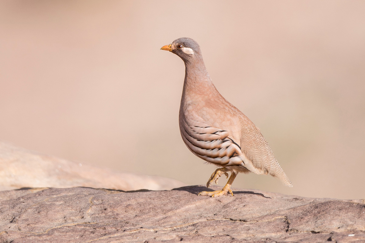 Sand Partridge