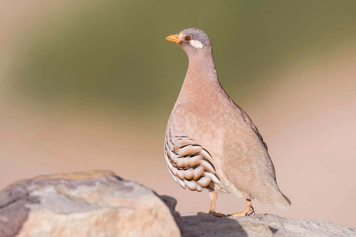 Sand Partridge