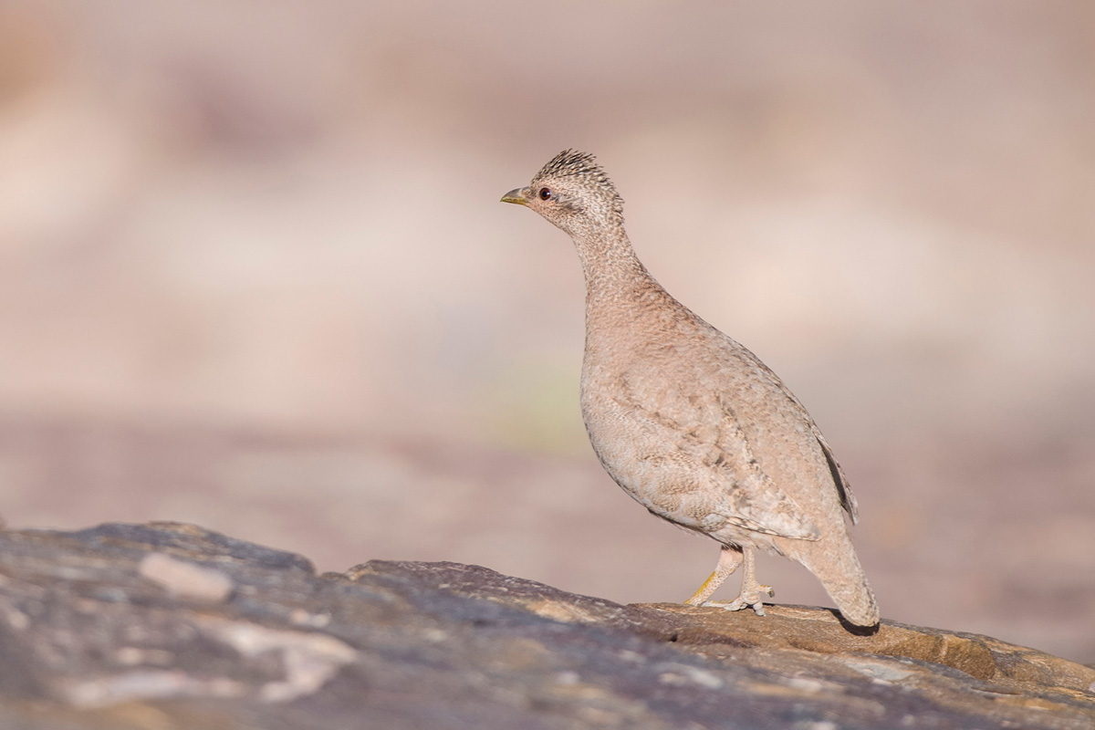 Sand Partridge
