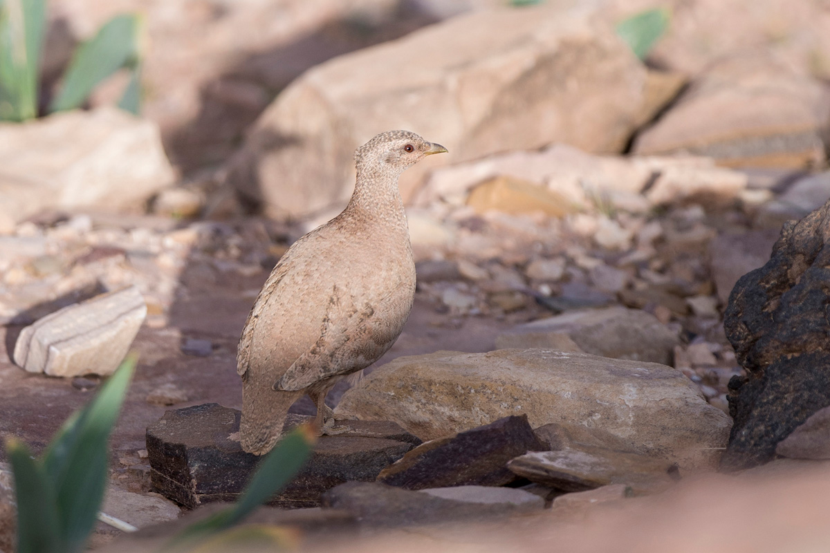 Sand Partridge