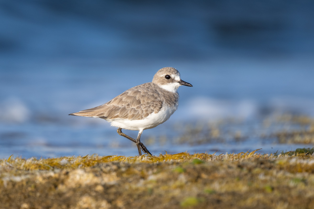 Greater Sand Plover
