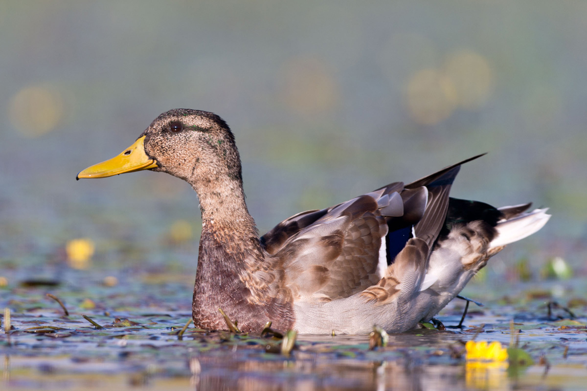 Mallard