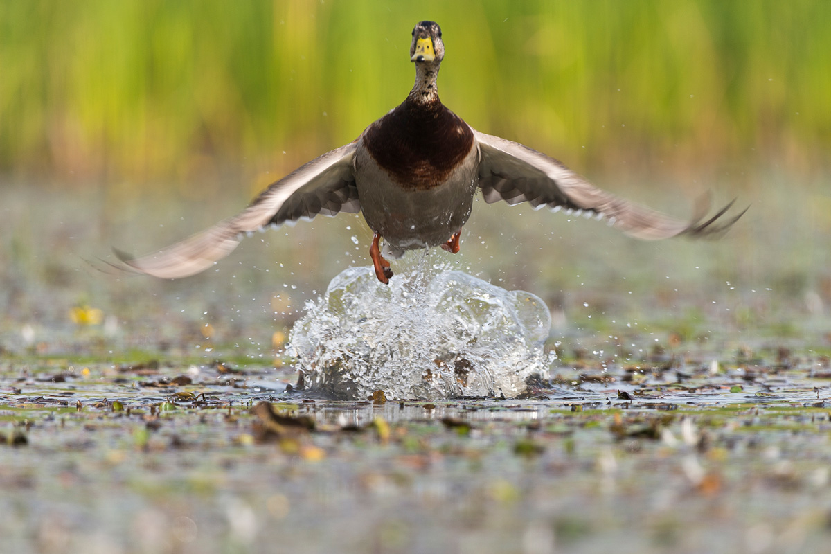 Mallard