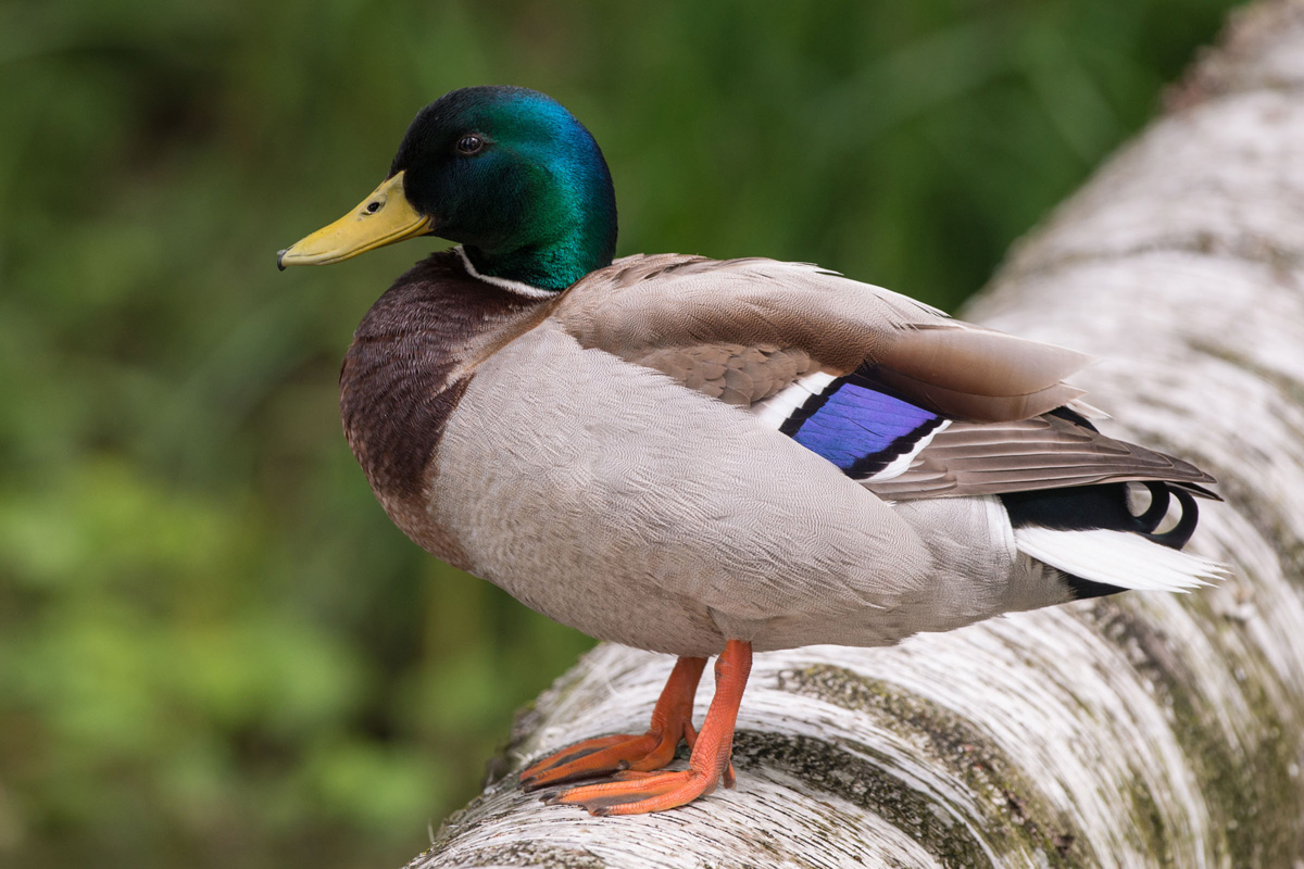 Mallard