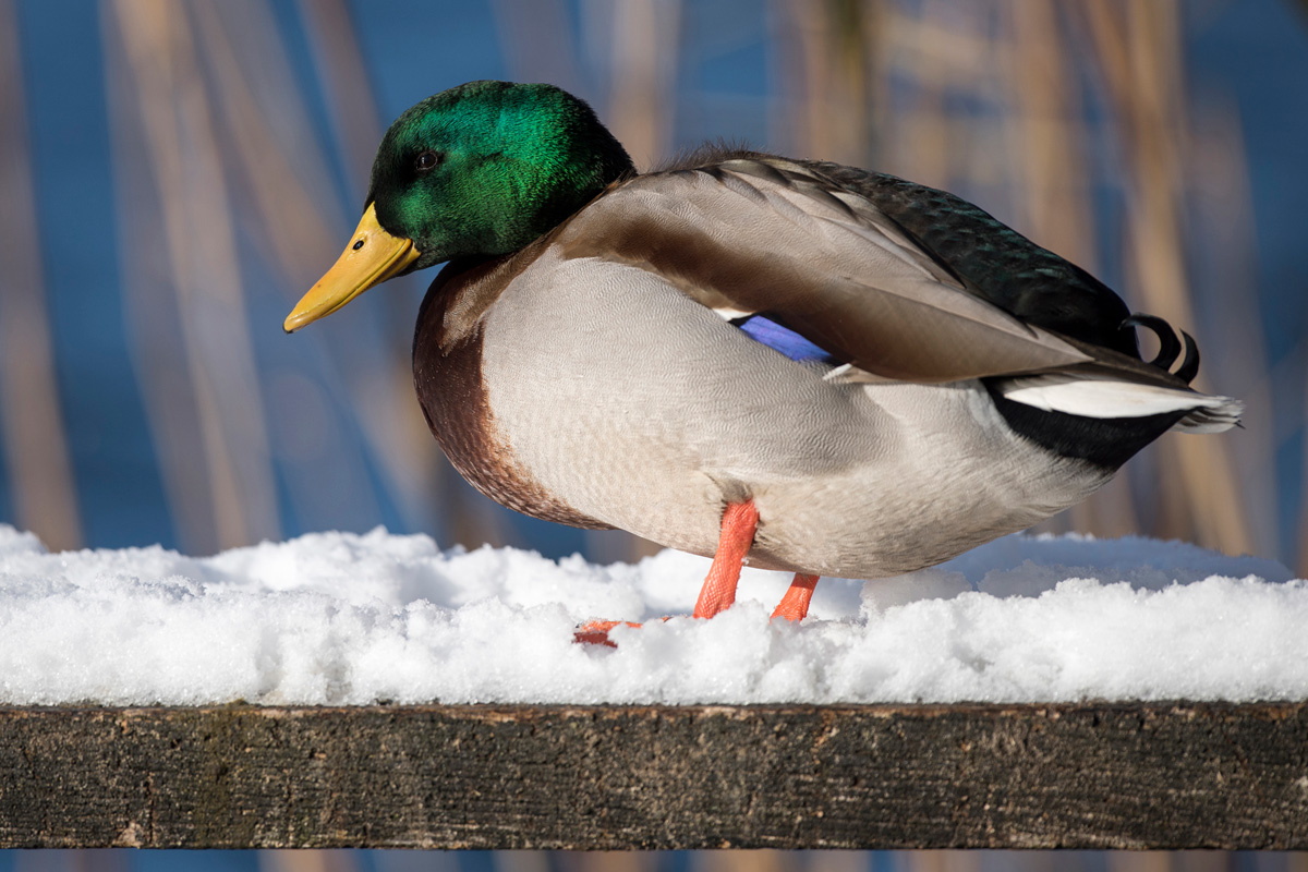 Stockente
