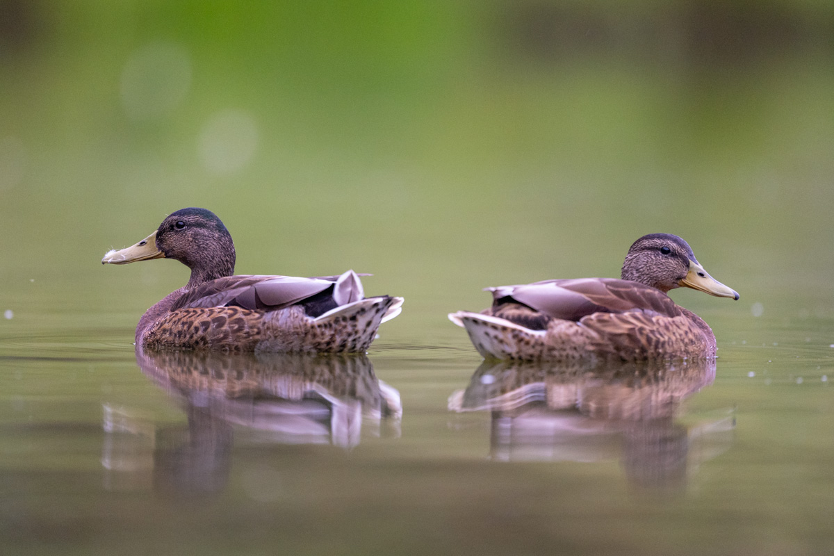 Stockente