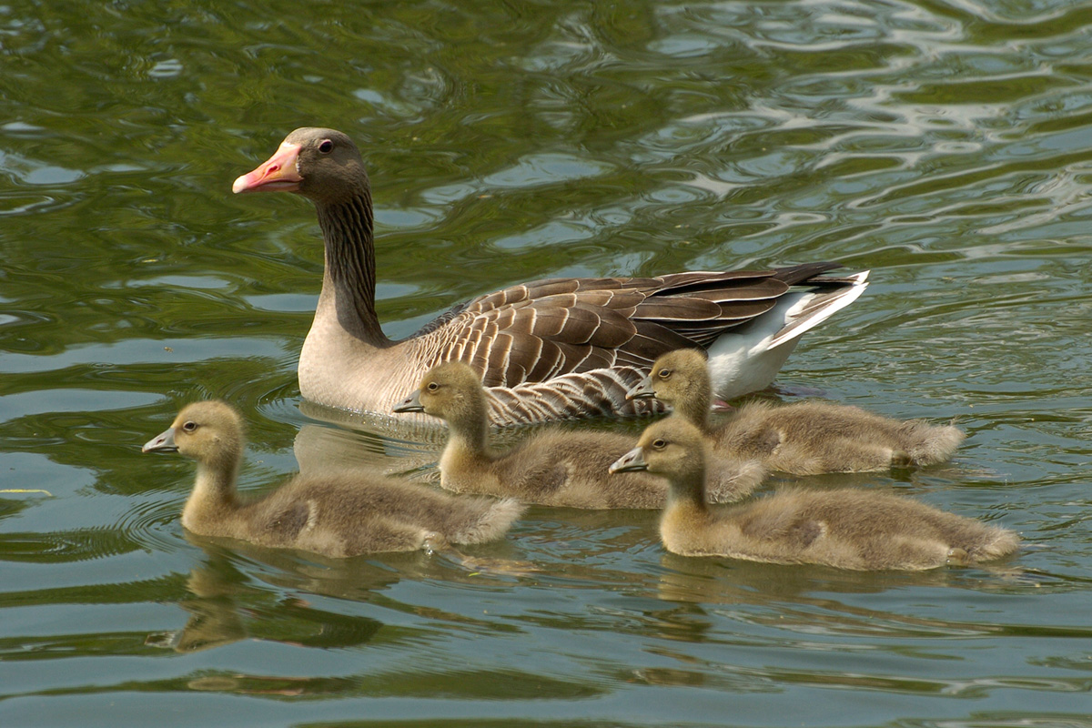 Greylag Goose