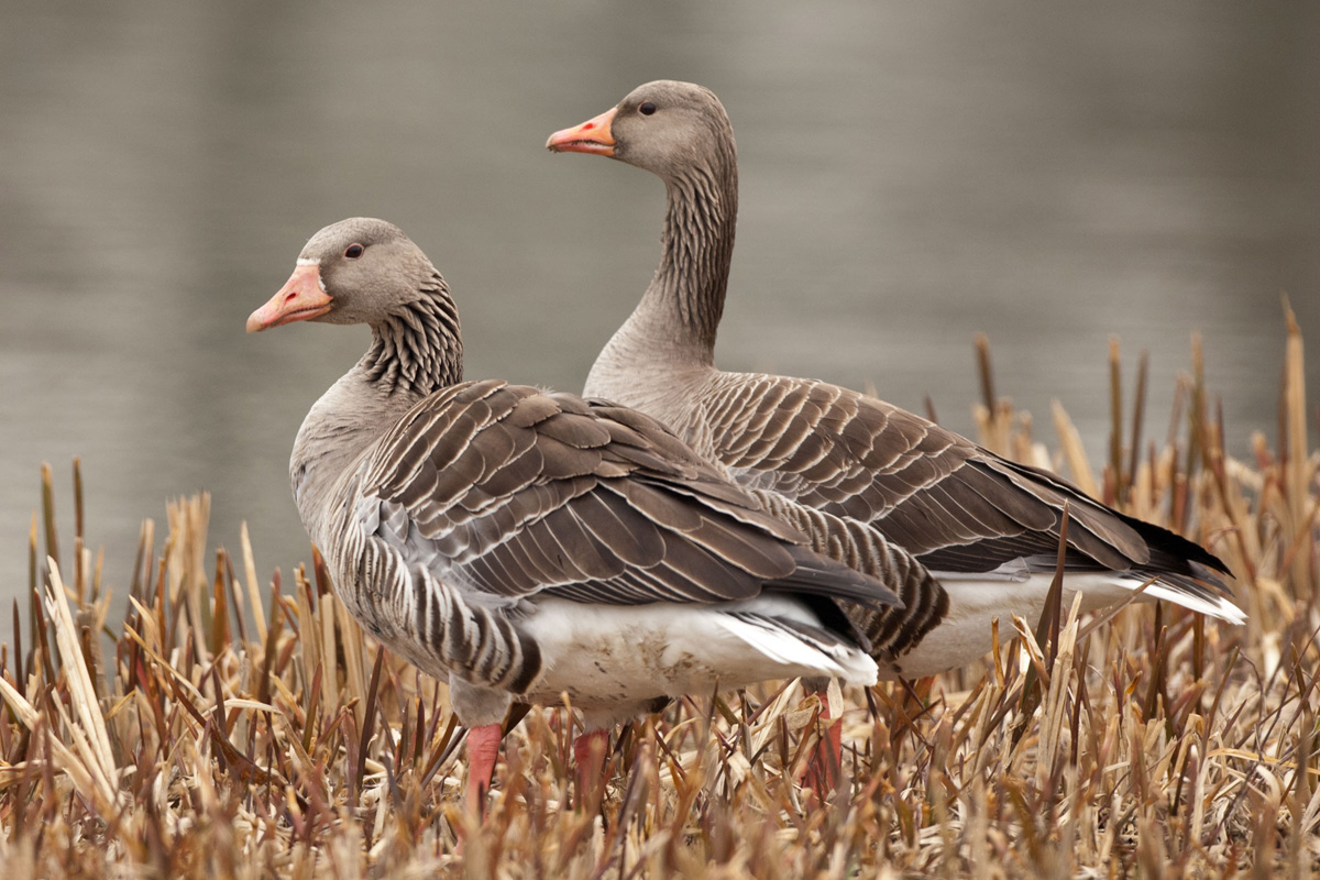 Greylag Goose