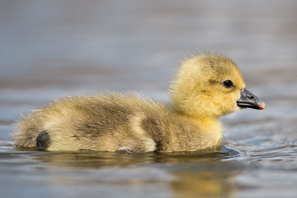 Greylag Goose