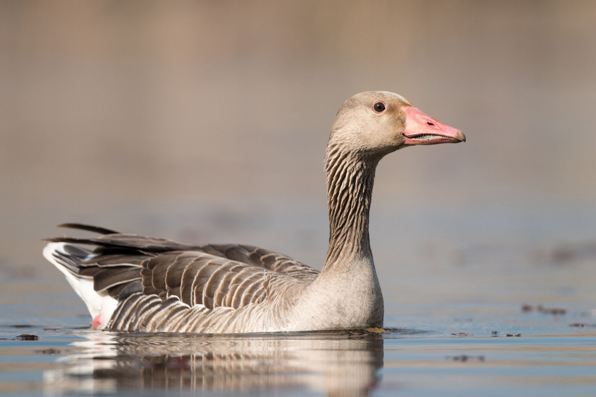 Greylag Goose