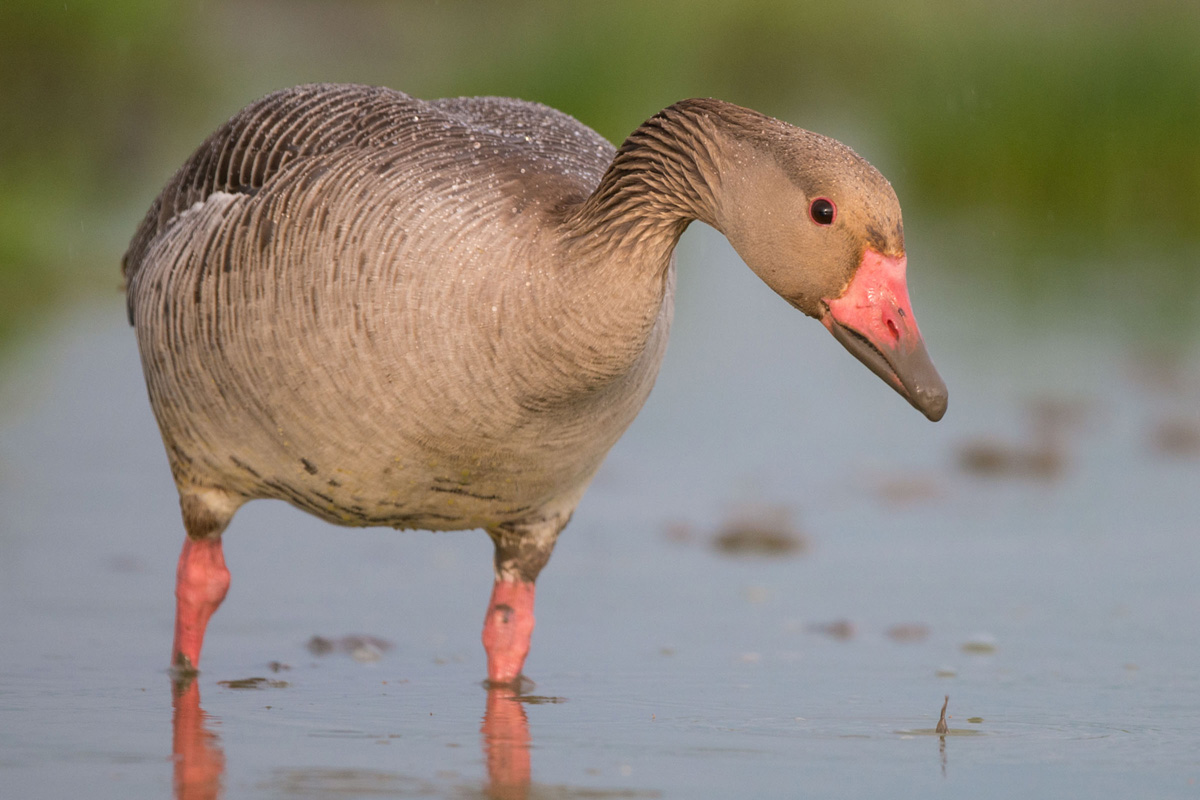 Greylag Goose