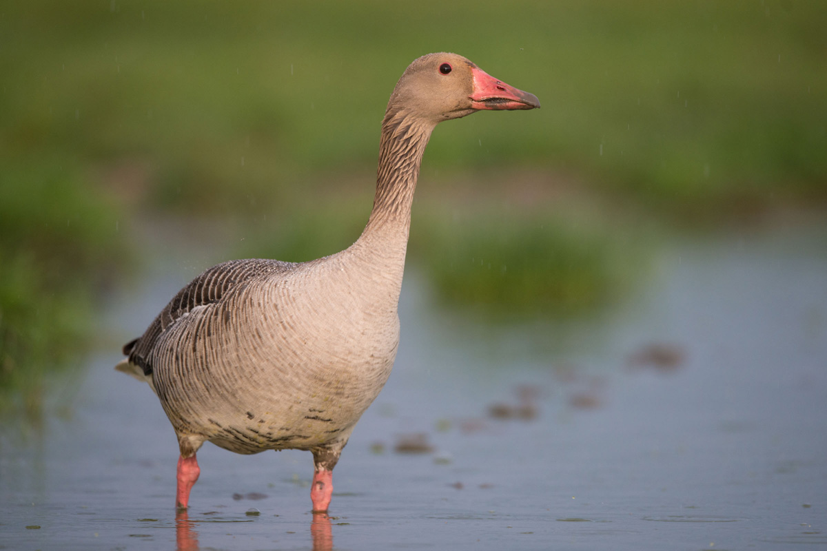 Greylag Goose