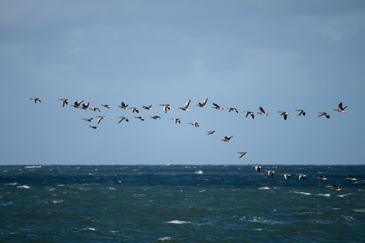 Greylag Goose